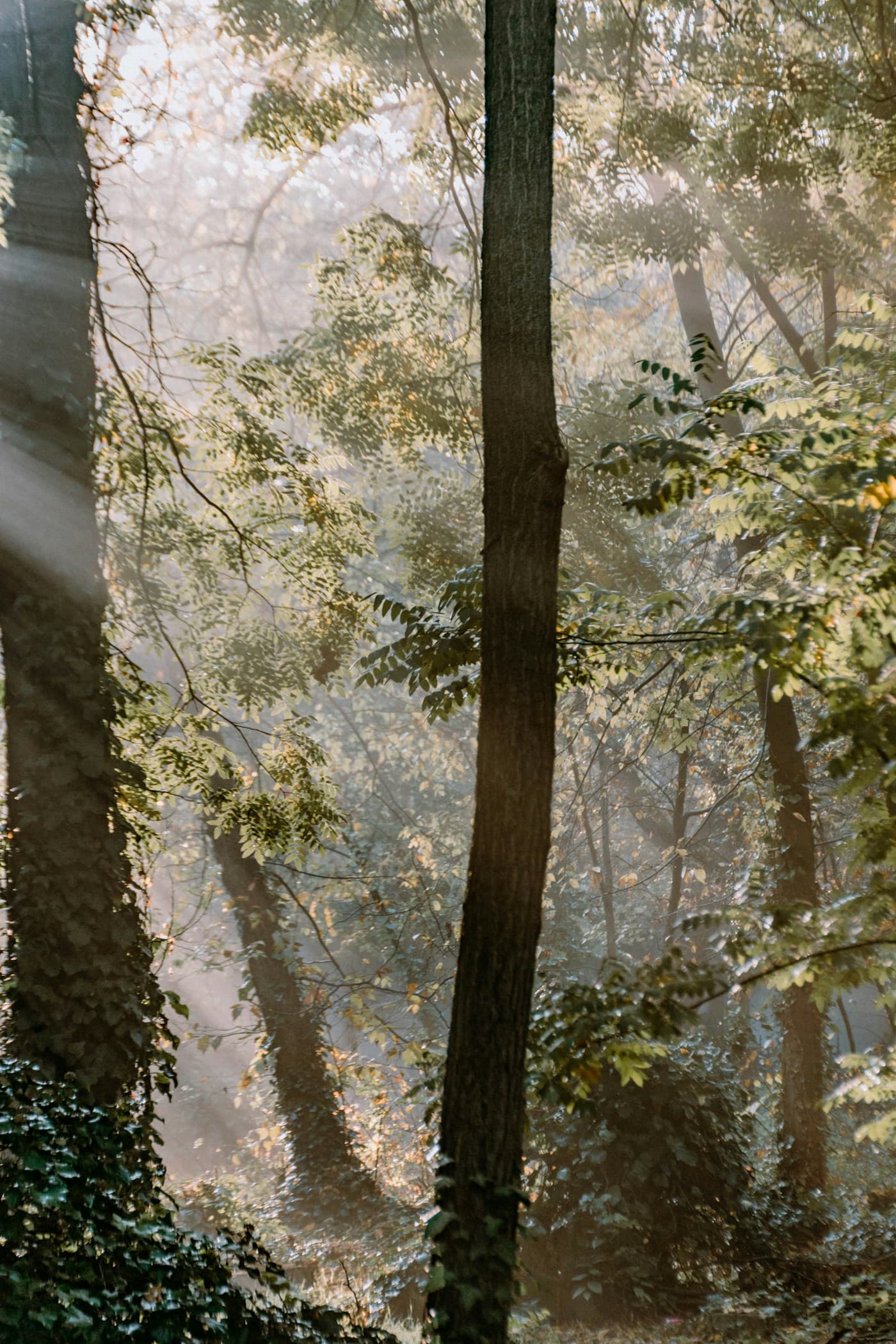 Sunlight falling softly through a quiet forest