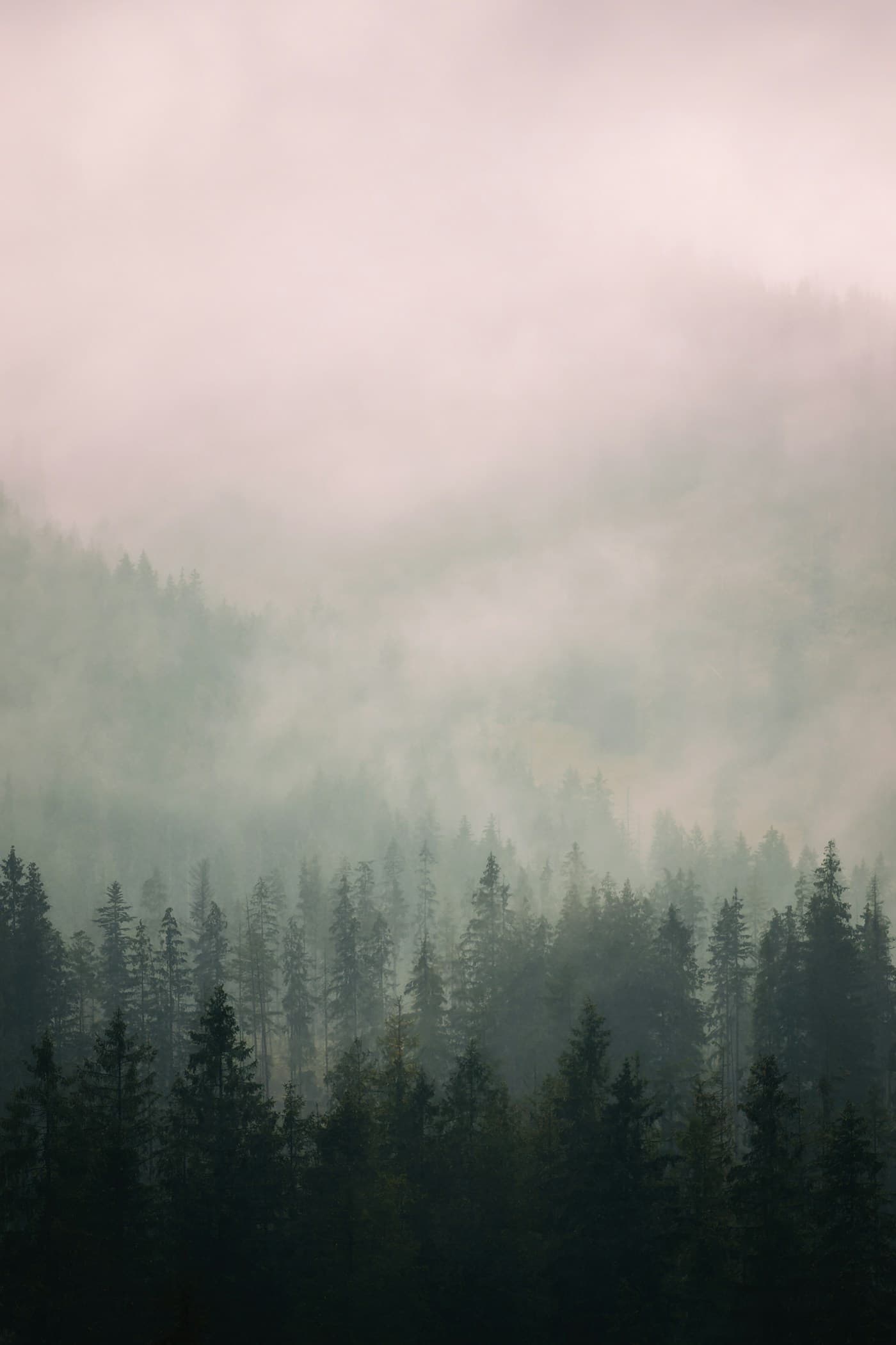 Mist drifting over a still forest of pines