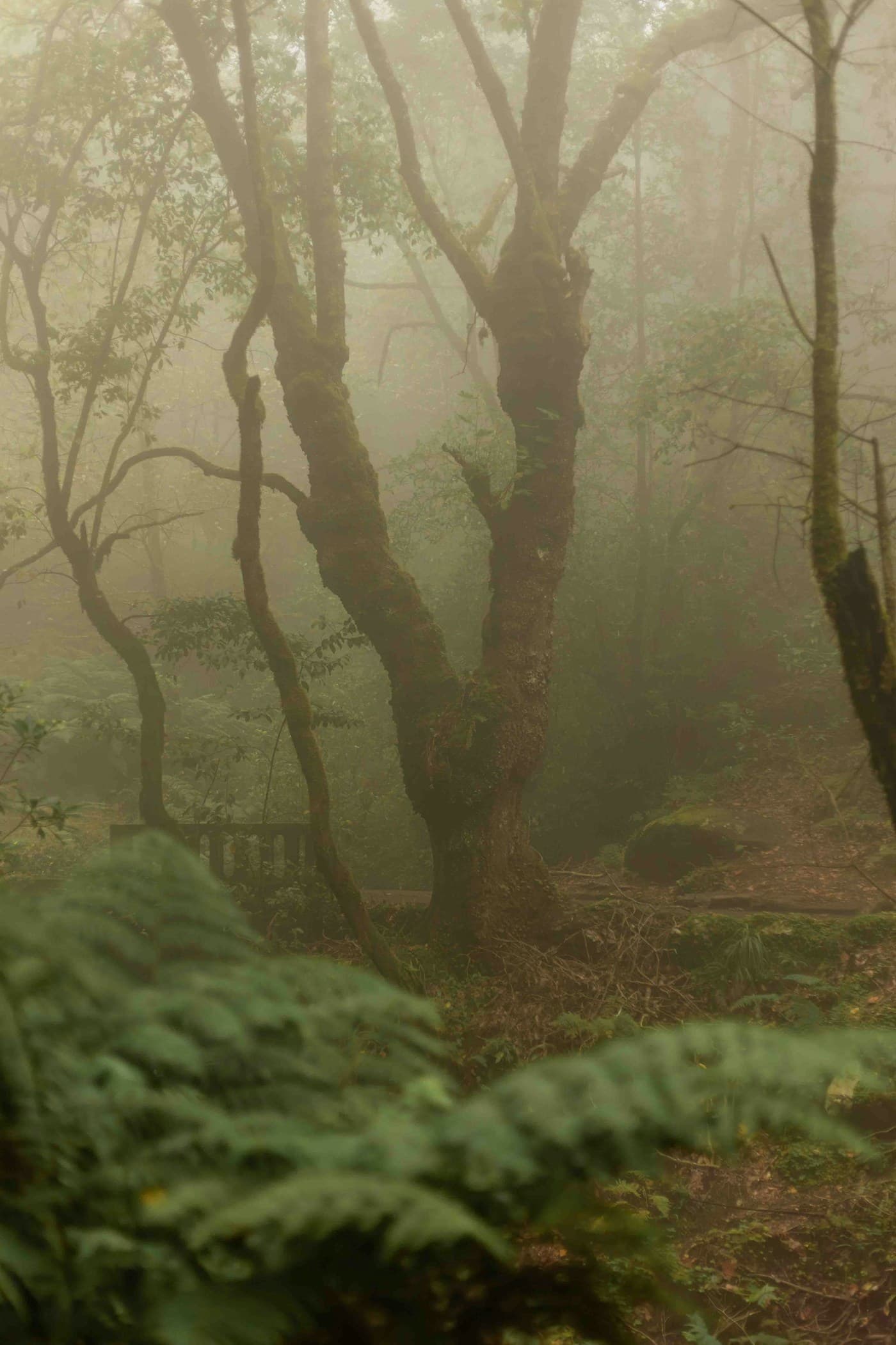 A misty woodland with a moss-covered tree and ferns